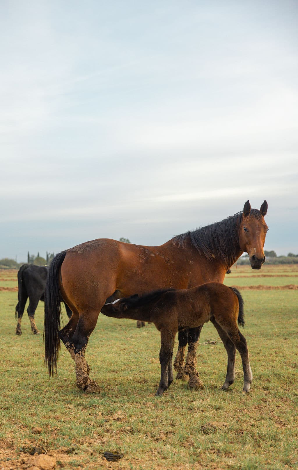 Mare with a nursing foal in the pasture