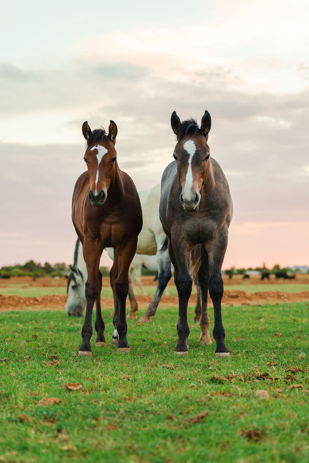 Two yearlings in the pasture at sunset
