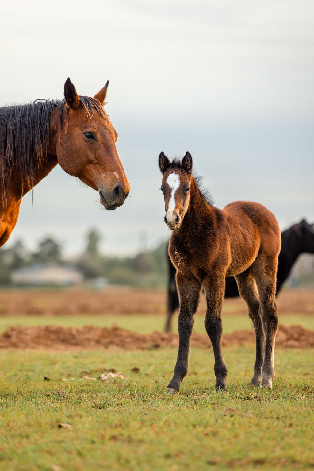 Mare and foal at first light