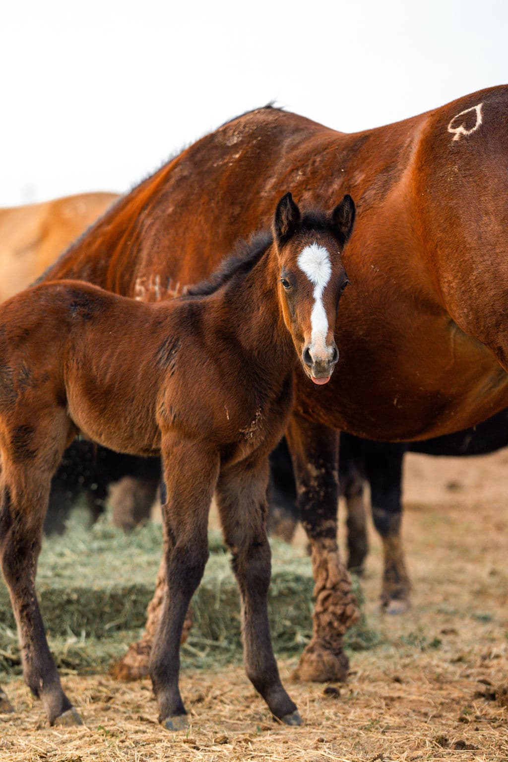 Foal standing in front of its dam