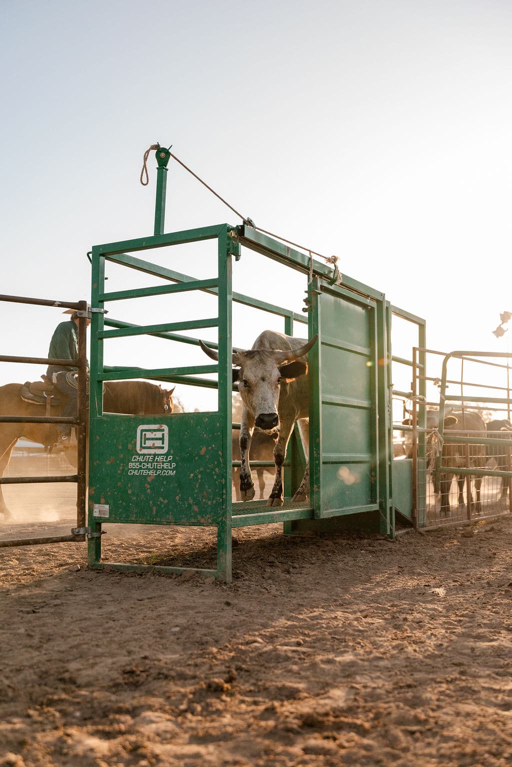 Steer in the chute at sunset