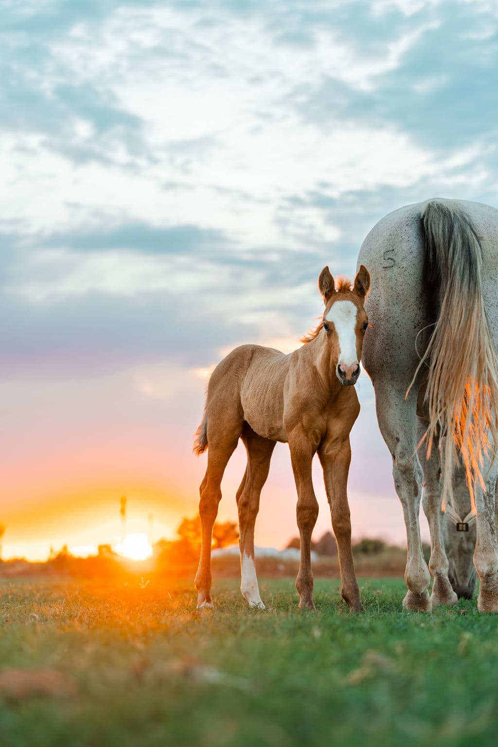 Palomino foal beside its dam at sunset