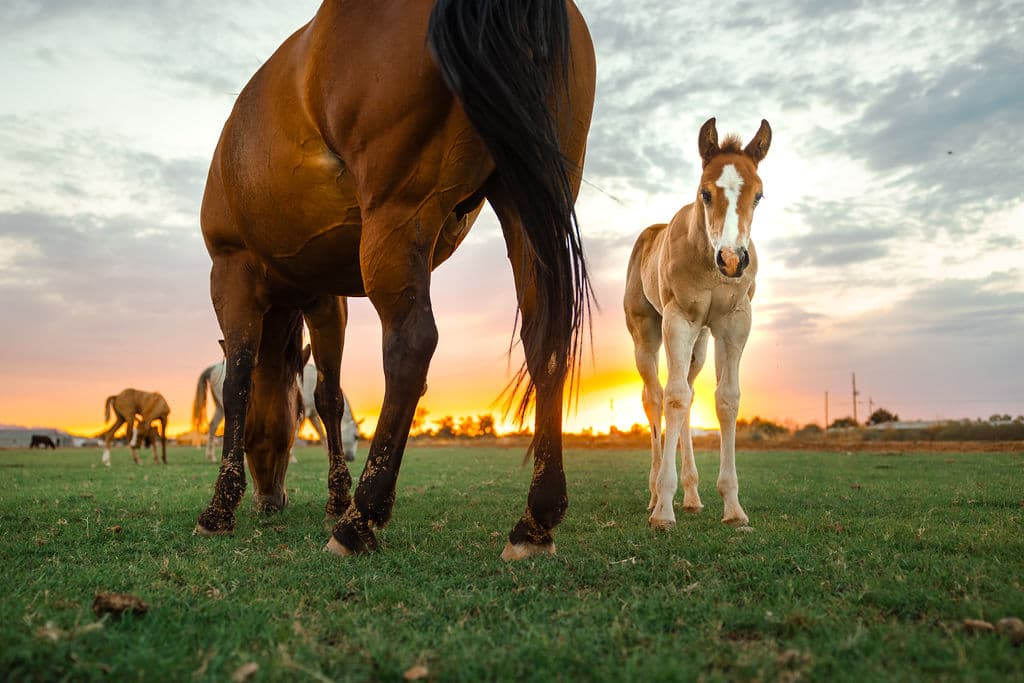 Foal and mare in the pasture at sunset