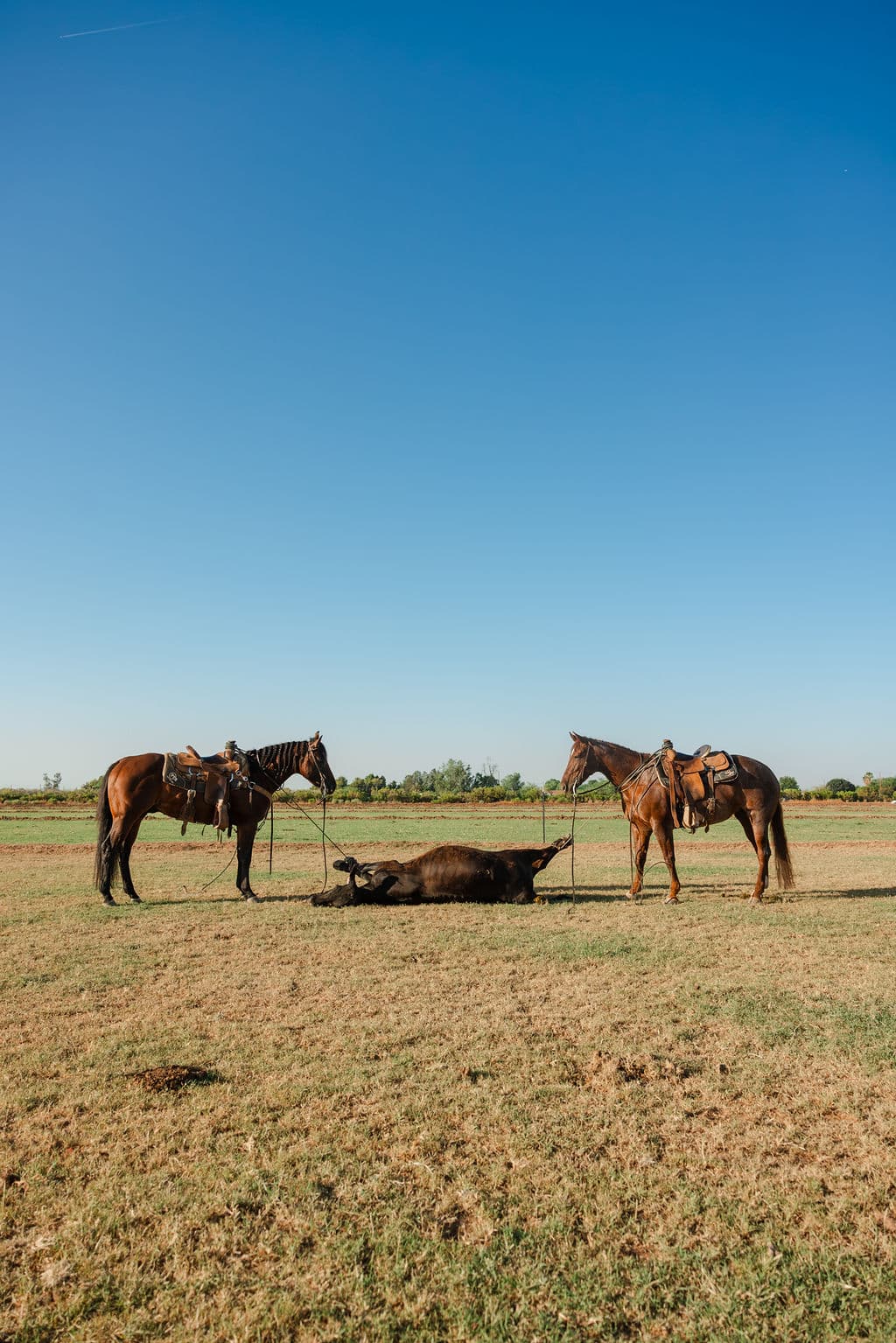 Two saddled horses and a roped steer in the pasture