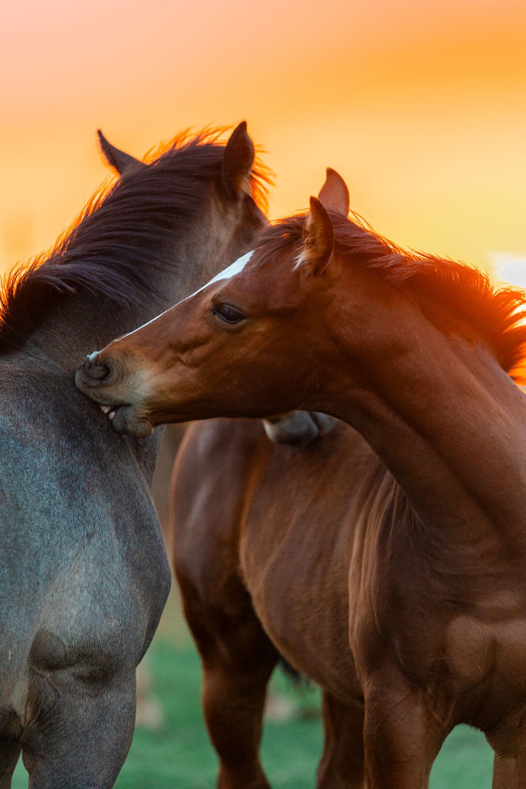 Two horses at sunset, heads together