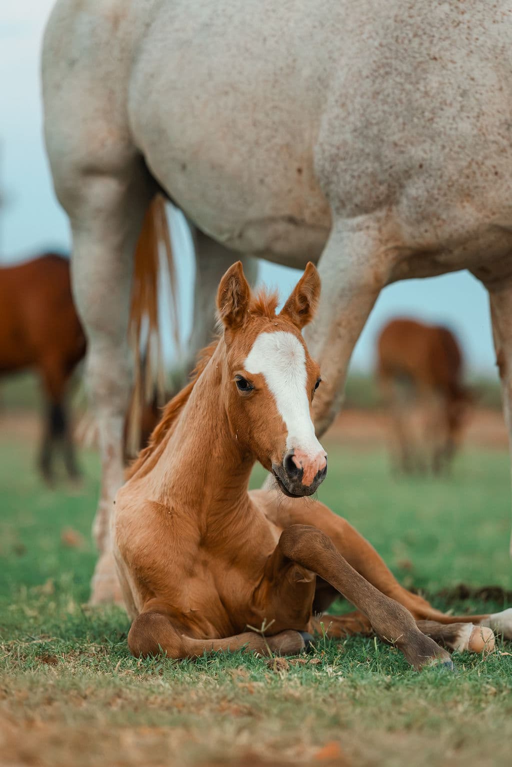 A foal lying in the grass beside its dam